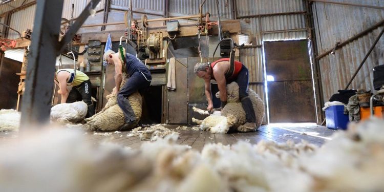 En el mercado internacional vuelve a caer el precio de la lana y surgen interrogantes respecto a China
