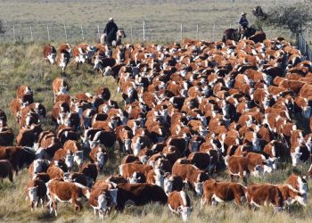 Los valores del mercado ganadero siguen afirmándose