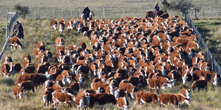 Los valores del mercado ganadero siguen afirmándose