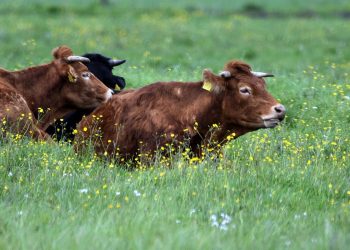 Por mayor oferta bajó el precio del ganado gordo