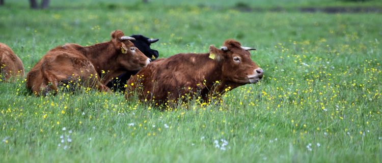 Por mayor oferta bajó el precio del ganado gordo