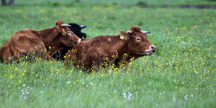 Por mayor oferta bajó el precio del ganado gordo
