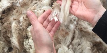 Se recupera la lana y el promedio sube hasta los US$ 10,25