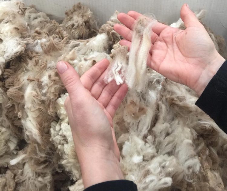 Se recupera la lana y el promedio sube hasta los US$ 10,25