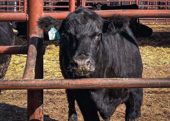 El mercado de haciendas ajustó valores a la baja