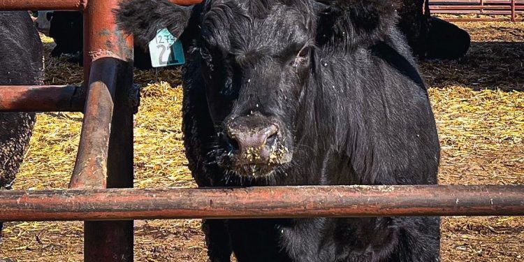 El mercado de haciendas ajustó valores a la baja