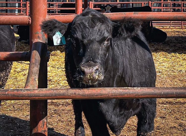 El mercado de haciendas ajustó valores a la baja