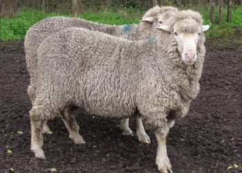 El precio internacional de la lana cayó 2,1% hasta US$ 10,03