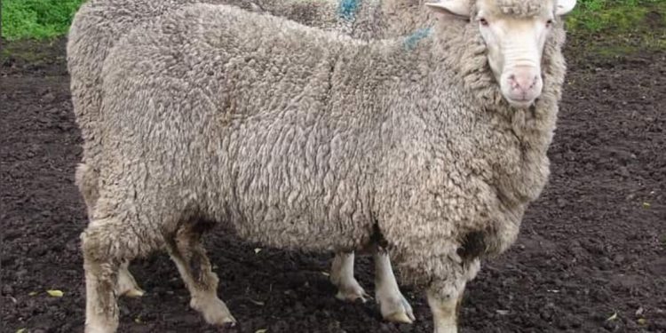 El precio internacional de la lana cayó 2,1% hasta US$ 10,03