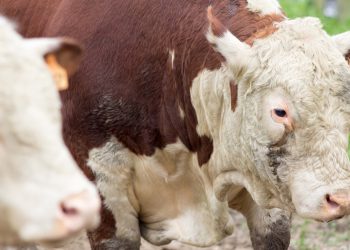 Este viernes comienza la 70ª Expo Rocha con 102 toros inscriptos