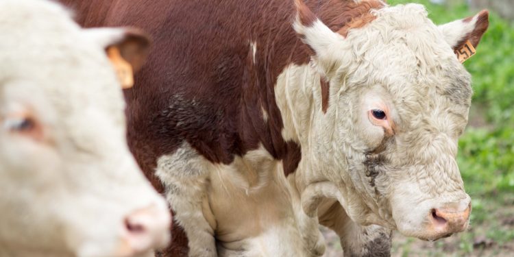 Este viernes comienza la 70ª Expo Rocha con 102 toros inscriptos