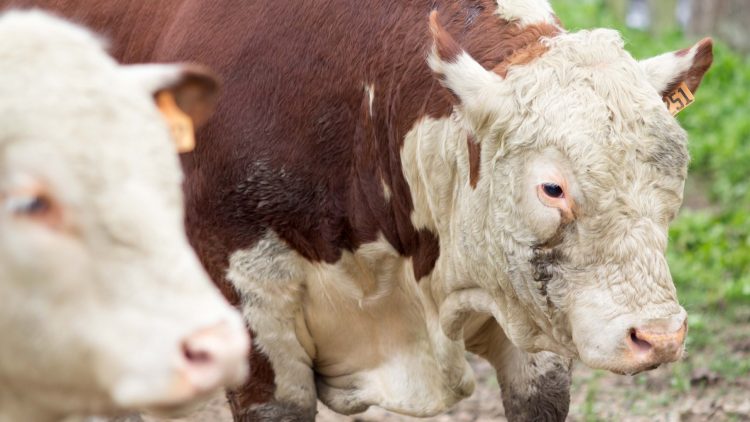 Este viernes comienza la 70ª Expo Rocha con 102 toros inscriptos