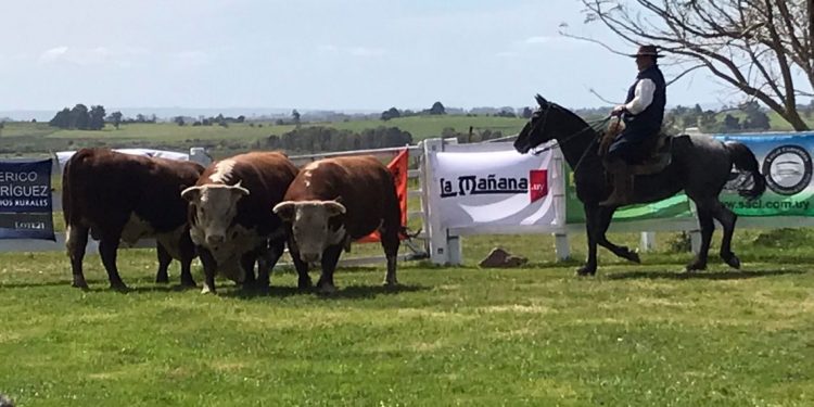 La Expo Melo 2021 ya tiene sus mejores toros