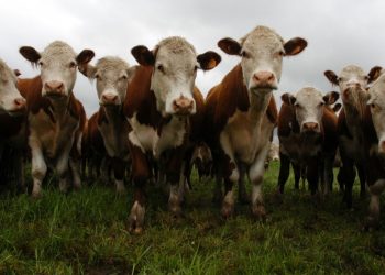 La salud animal es fundamental para el éxito de la producción