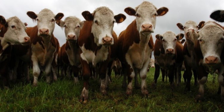 La salud animal es fundamental para el éxito de la producción
