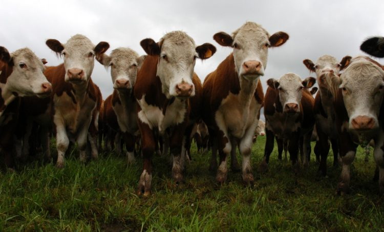 La salud animal es fundamental para el éxito de la producción