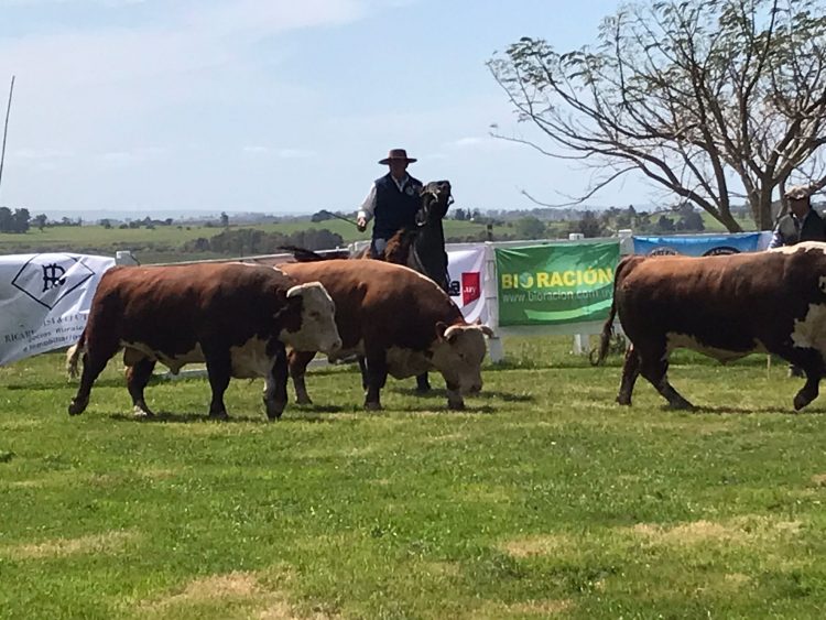 La Expo Melo 2021 ya tiene sus mejores toros