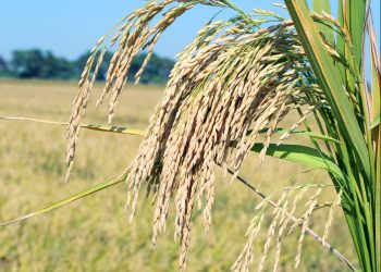 Aumento de los costos: uno de los desafíos del sector arrocero