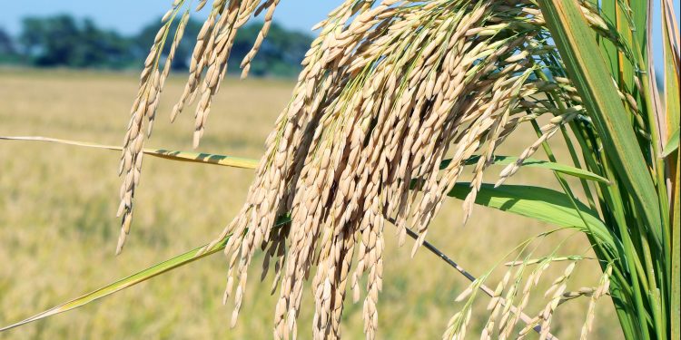 Aumento de los costos: uno de los desafíos del sector arrocero