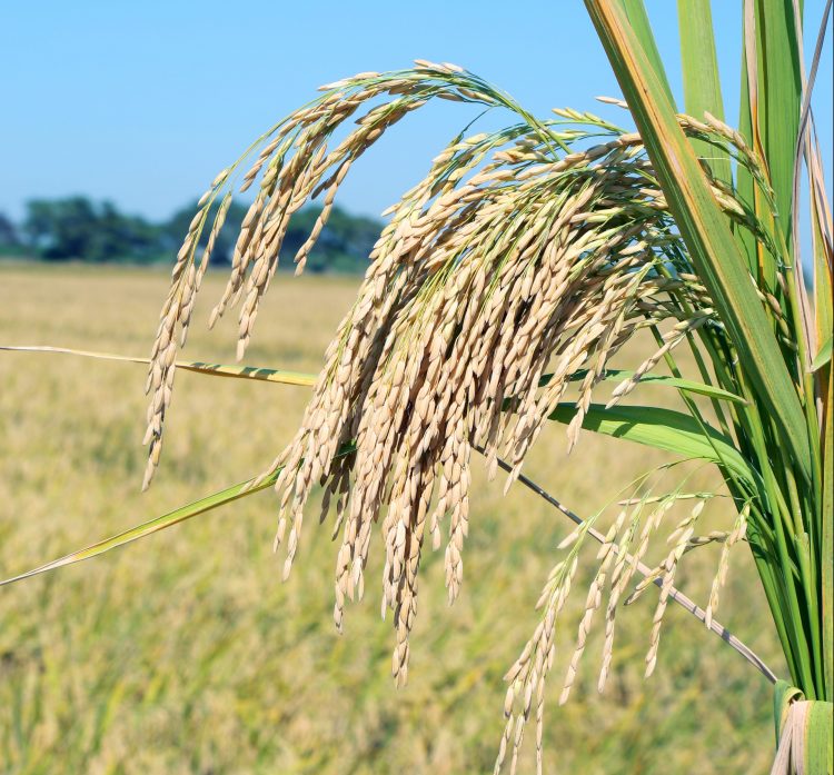 Aumento de los costos: uno de los desafíos del sector arrocero