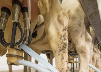 En setiembre las exportaciones de lácteos acumuladas en el año tuvieron un aumento del 13%