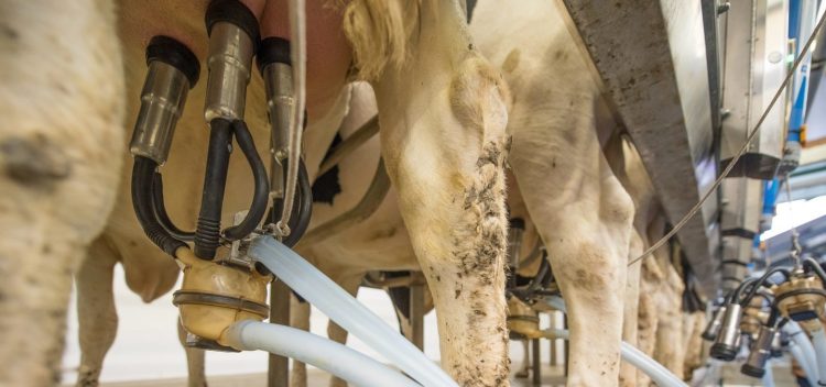 En setiembre las exportaciones de lácteos acumuladas en el año tuvieron un aumento del 13%