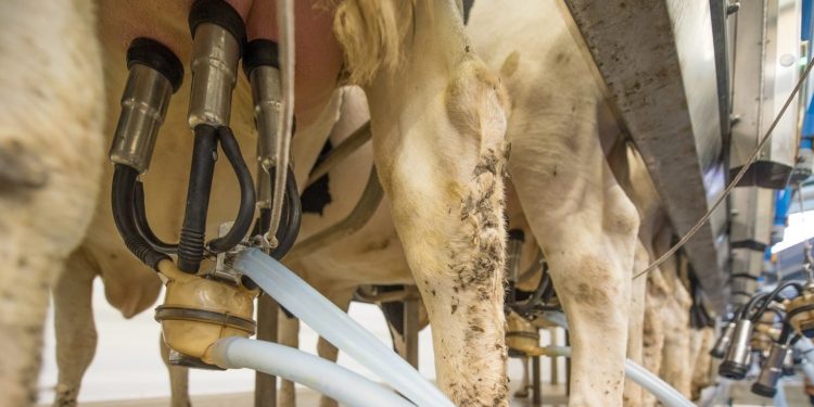 En setiembre las exportaciones de lácteos acumuladas en el año tuvieron un aumento del 13%