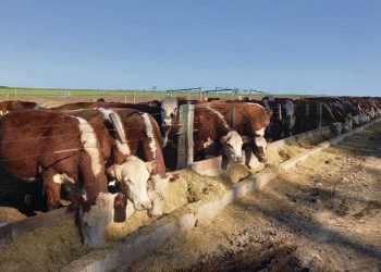 Los corrales de engorde son claves y seguirán siéndolo, en el incremento de la faena