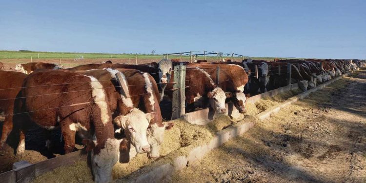 Los corrales de engorde son claves y seguirán siéndolo, en el incremento de la faena