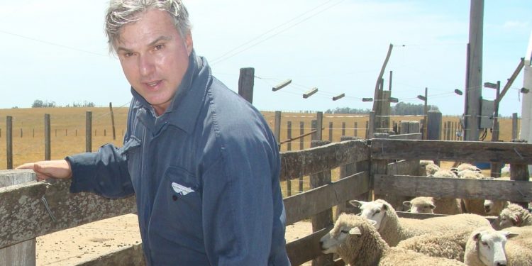 Los ovinos atraen mayor interés de la juventud