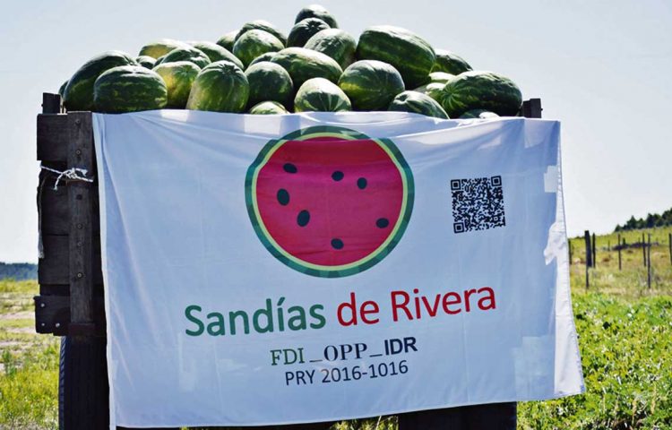 Sandías de Rivera: Un gran proyecto en riesgo por el auge del contrabando
