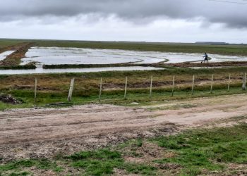 La siembra de arroz completó el 96% del área