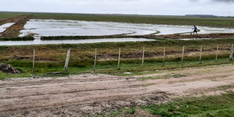 La siembra de arroz completó el 96% del área