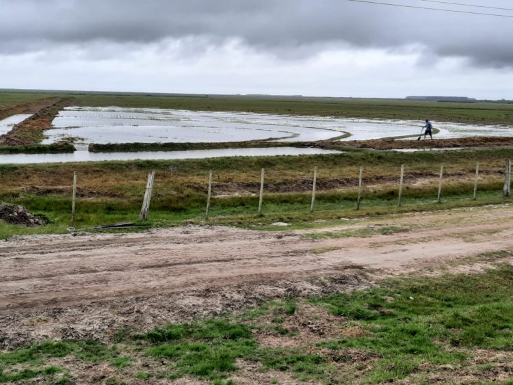 La siembra de arroz completó el 96% del área