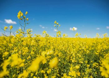 Comenzó la cosecha de la colza con buenas perspectivas fundamentadas en el precio