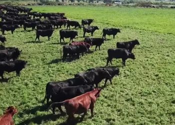 Con una faena histórica, el ganado ajustó a la baja