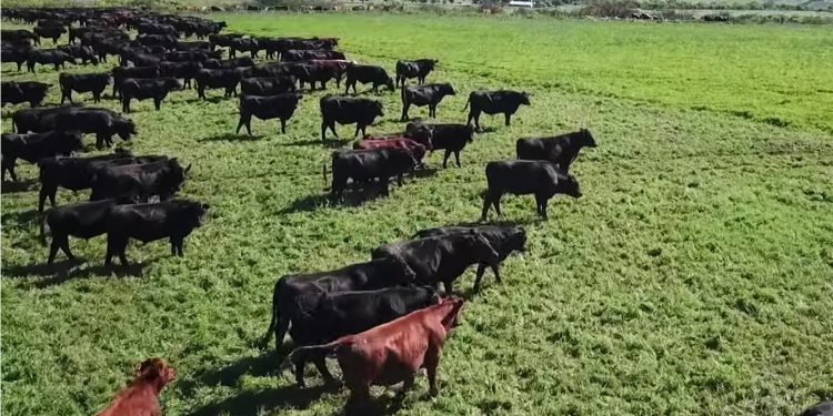 Con una faena histórica, el ganado ajustó a la baja