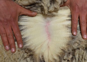 El precio de la lana cayó por cuarta semana consecutiva