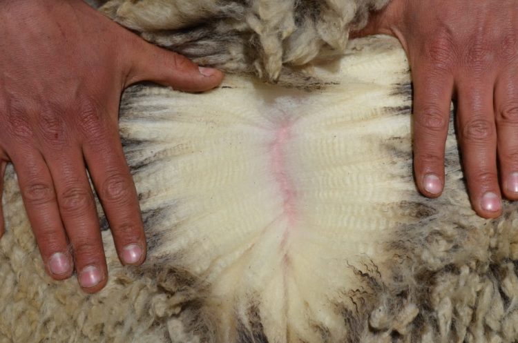 El precio de la lana cayó por cuarta semana consecutiva