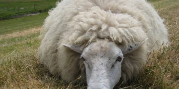 Leve suba del mercado de lanas en Australia