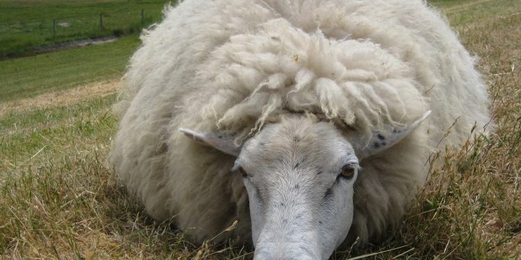 Leve suba del mercado de lanas en Australia