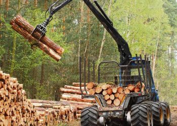 Estrategia nacional para la forestación: una de las prioridades legislativas de Cabildo Abierto