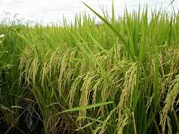 La siembra de arroz completó el 96% del área