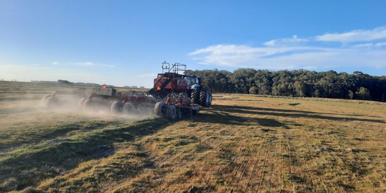 La siembra del arroz avanzó al 91% del área