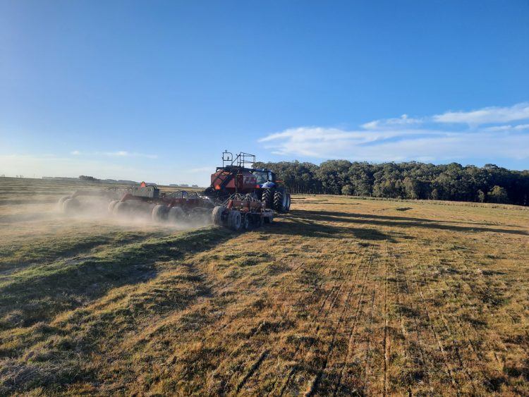 La siembra del arroz avanzó al 91% del área