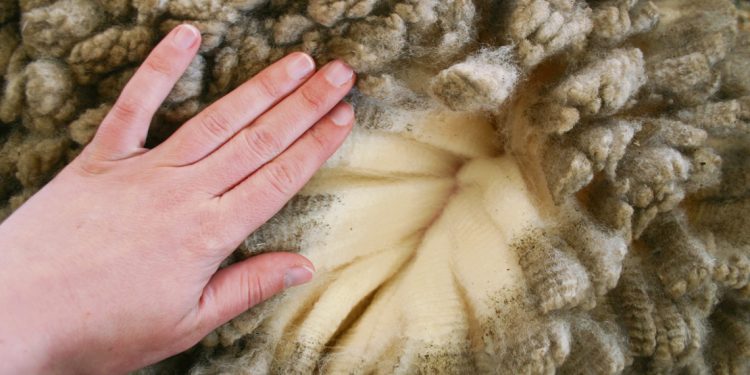 La lana sufre “una crisis de demanda con China sin comprar y Europa sin recuperarse”