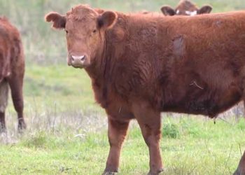 Nueva caída del precio del ganado gordo y la reposición