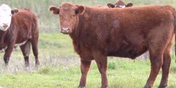 Nueva caída del precio del ganado gordo y la reposición