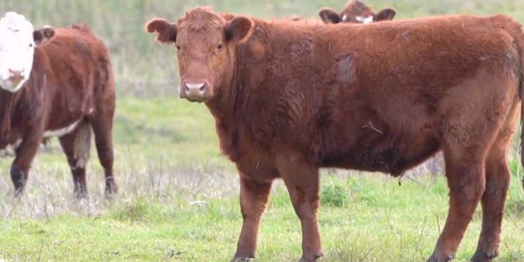 Nueva caída del precio del ganado gordo y la reposición