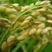 El arroz completó la siembra en un “período ideal”